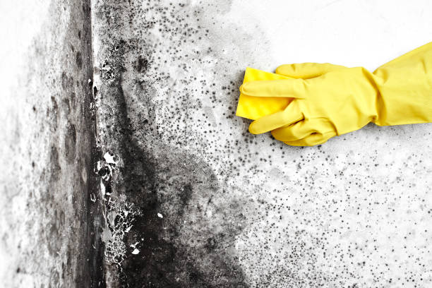 Best DIY Mold Remediation in Heflin, AL